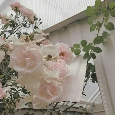 ريـــفـالـــ👑 profile