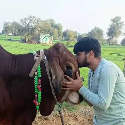 🙏🐄गौ रक्षा दल महेंद्रगढ़ हरियाणा (टीम अंकित बुडीन) 🐄🙏 profile