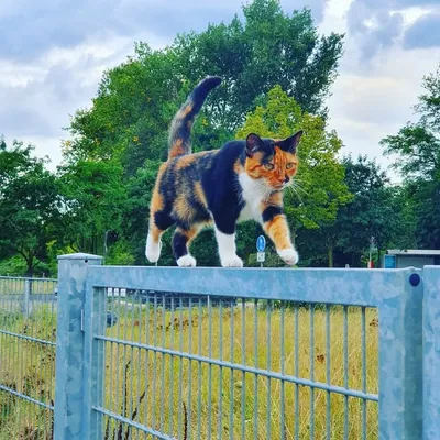 Animal Searcher profile