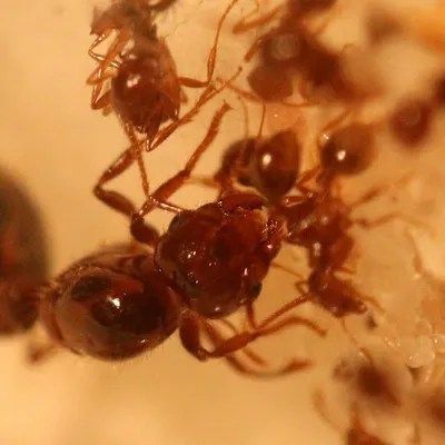 Ant-Venture profile