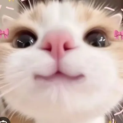 ๐ฉ๊ซ๐ช profile