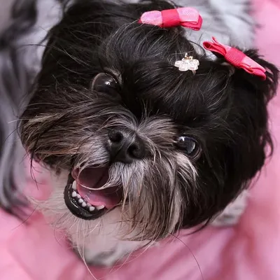 Antônia - Shih Tzu 🇧🇷 profile