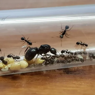 ants in Istael ๐๐๐ณ profile