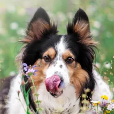 ✥ A Collie & Co ✥ profile