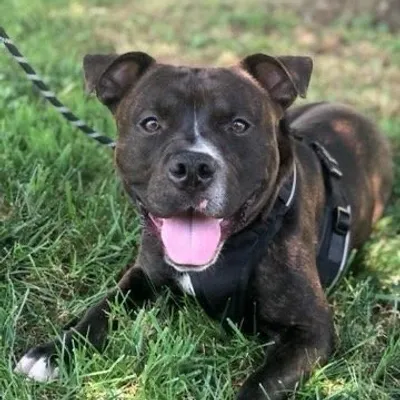 Gizmo the Goofy Brindle Pittie profile