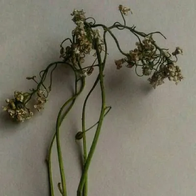 phool profile