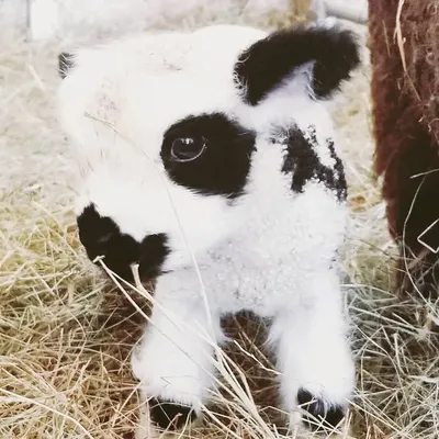 Apple Fox Farm - Babydoll Sheep profile