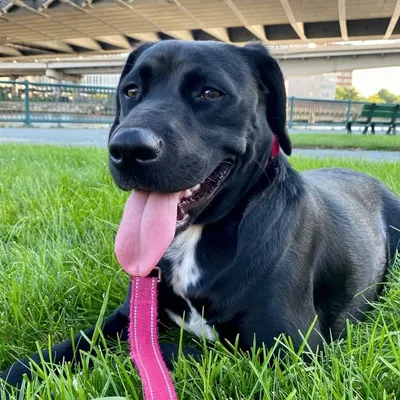 Skye the cutie pie profile