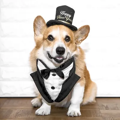 Aqua the Corgi profile