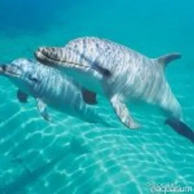 ๐ Fish & Aquatic Life ๐ณ profile