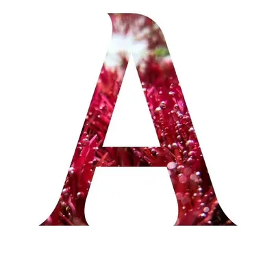 AquascapeNL profile