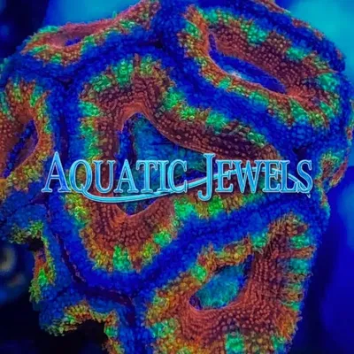 Aquatic Jewels profile