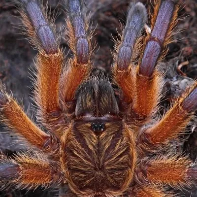 Arachnid Addicted profile