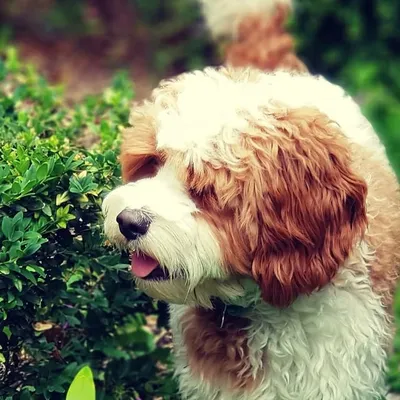 Archer Pupperino profile