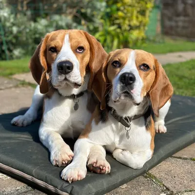 Archie & Louis | Devon Content Creators ๐ฌ๐ง profile