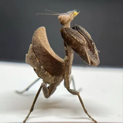 Arizona mantids profile
