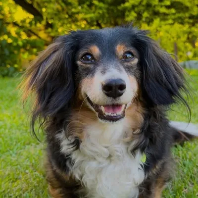 ✨🦴 ARLO 🦴✨ profile