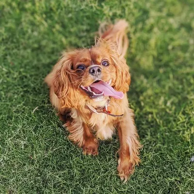 arlo_thekingcharlescavalier profile