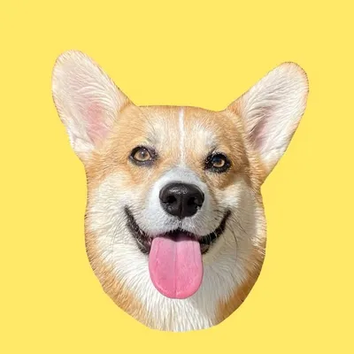 Cutest Corgi King Named Arlođź‘‘ profile