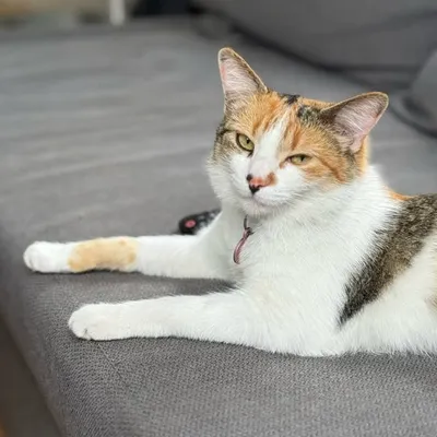 Coqueta Y profile