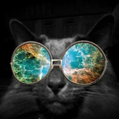 Article Cats profile
