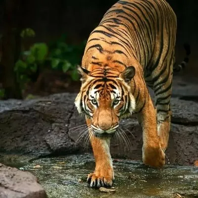 🌺Aashish❄ profile