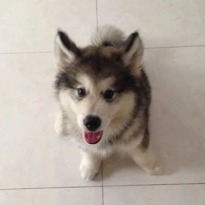 Asher The Malamute profile