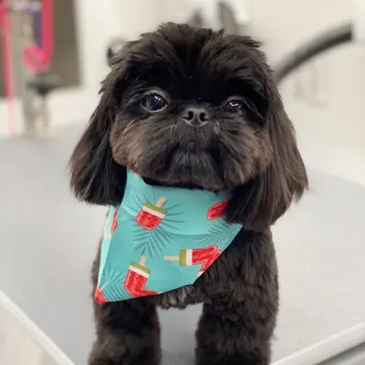Asher the Thrasher profile