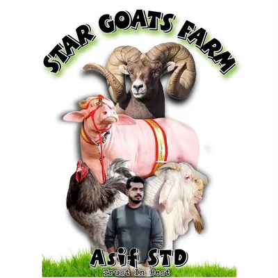 Asif Std Shaikh profile