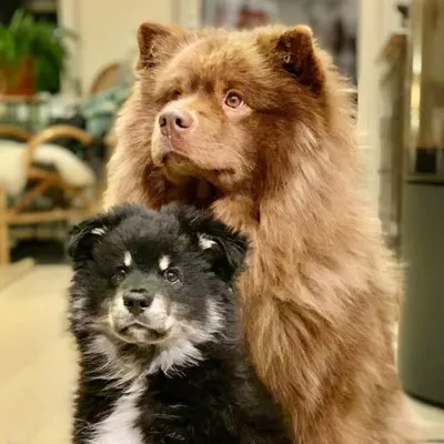 Aslan & Sandor profile