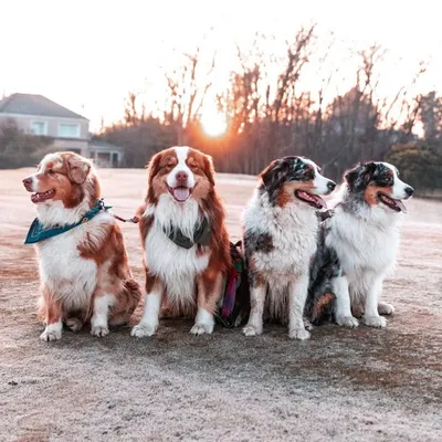 Annika, Aster, Mall, Park & A profile