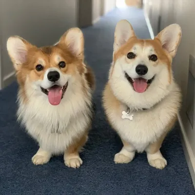 Alfie and Bentley ๐ณ๐ฟ profile