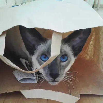 ОРИЕНТАЛЫ🐈ПИТОМНИК🐈НАТАЛЬЯ🌞МОСКВА profile