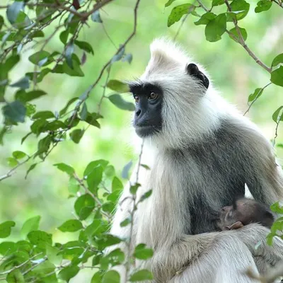 Attappadi profile