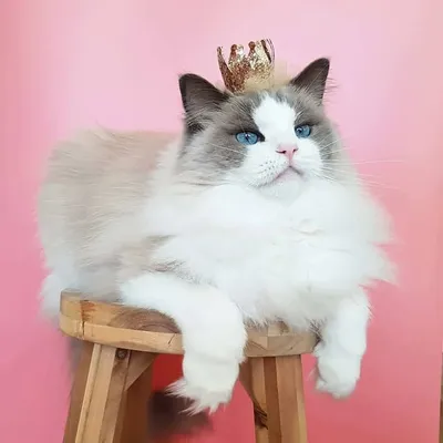 Princess Aurora ๐ profile