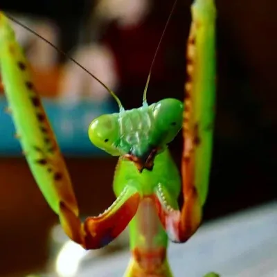 Aus Mantis profile