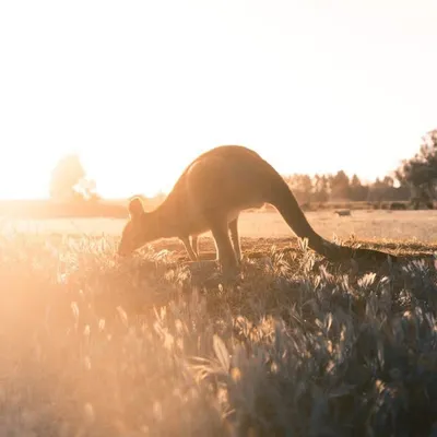 ♡ Australian Travel Inspo ♡ profile