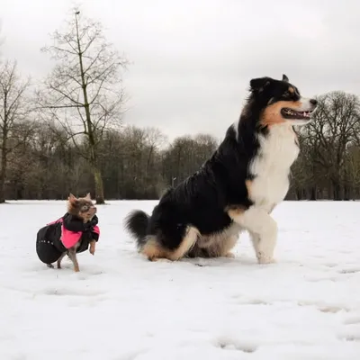 Aussie with Chi profile