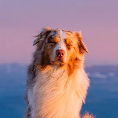 Kiba the Australian Shepherd profile