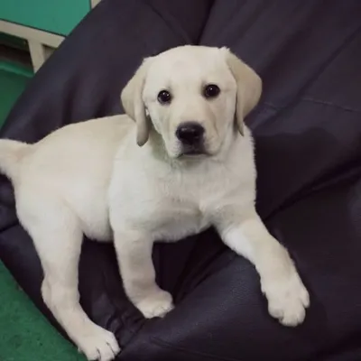 Austin | Labrador Retriever profile