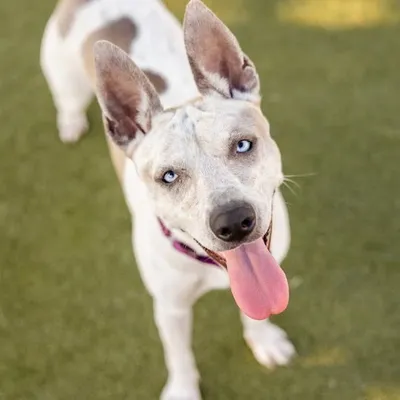 Austin Animal Center profile