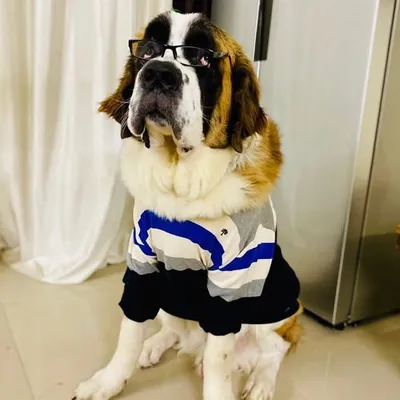 Austinthestbernard profile