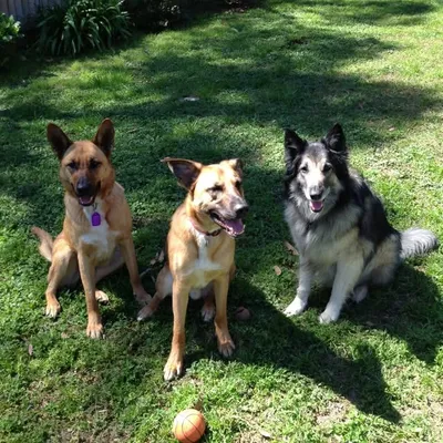 Australian Dog Lover profile