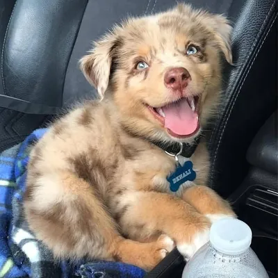 all about australian shepherds profile