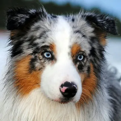 Australian Shepherd World® profile