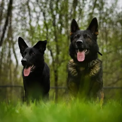 Ava & Klaus von Wendelin GSDs profile