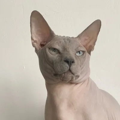 Avraam profile
