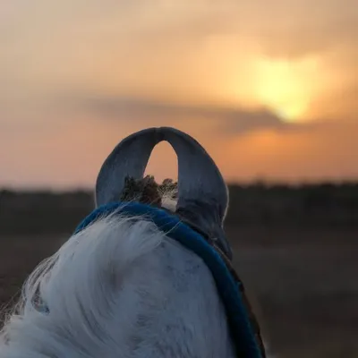 Awesome Kathiawari Horses profile