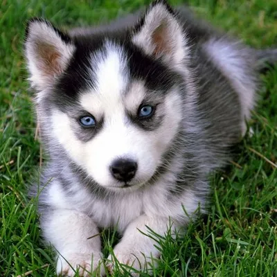 Aww Huskies profile