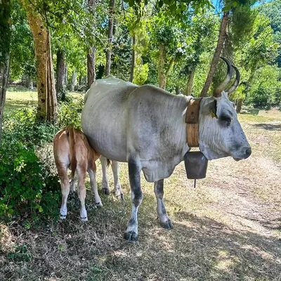 aziendacoppola profile